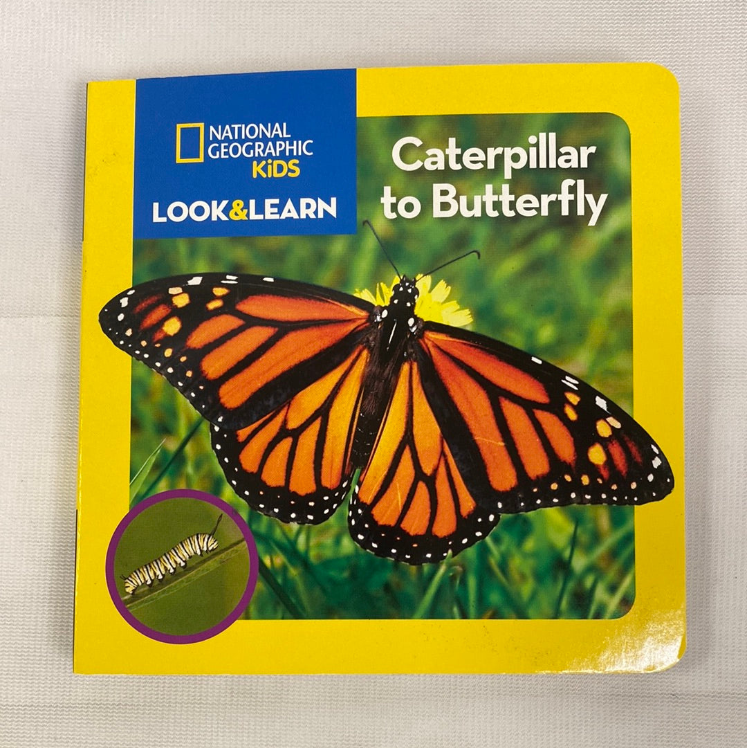 Caterpillar to Butterfly Book